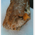 Sandwich aux rillettes de thon et mimolette