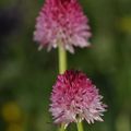 Nigritella corneliana