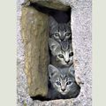 chatons polissons