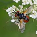 Mouche Coccinelle (Gymnosoma sp.)