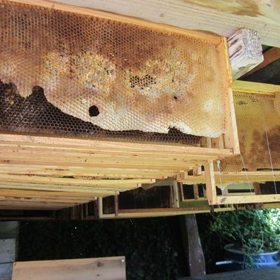 Derniers jours chez l'apiculteur