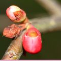 Le cognassier du Japon , Chaenomeles , Rosacées , photos du jardin le 16 février