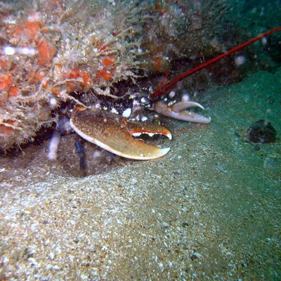 plongée au large de BOULOGNE "aux RIDENS"