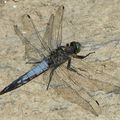 Orthetrum réticulé- Libellule vraie