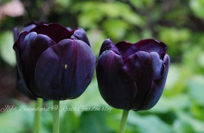 Tulipa 'Paul Scherer'