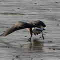 Balade en Bretagne: 2 oiseaux des jardins, oiseaux marins