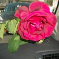 Une jolie rose ! sur le port de Dahouet La