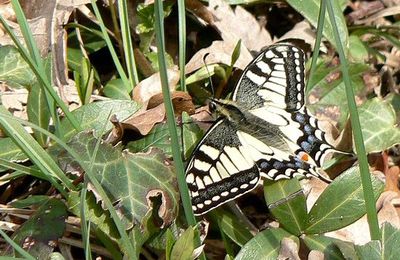 Papilio machaon 