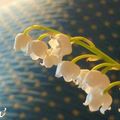 Muguet de mai