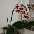 Mon orchidée 