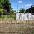 Reconstruction des tipis à tomates. 29 Mai.