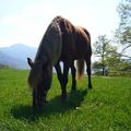 Le blog de mon cheval Eole