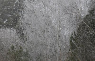 Balade au parfum d'hiver...