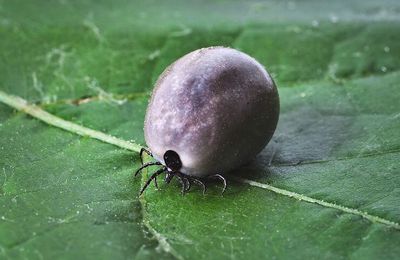 LA MALADIE DE LYME ET SES ACOLYTES