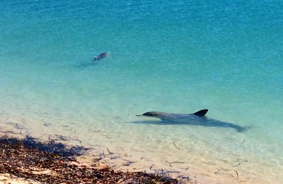 Au milieu d'une meute de dauphins