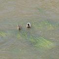 Canards sur la Loire, pont Dauphine