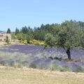 SUR LES ROUTES DE PROVENCE, UN VENT DE LIBERTE...