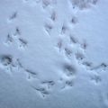  Lucy dans la neige