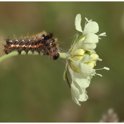 Chenille de la Noctuelle de la patience : Acronicta rumicis