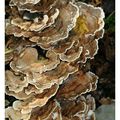 Polypores en touffes