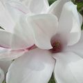 bonne journée à vous;( fleur de magnolia)  