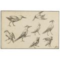 Albert Flamen (1620 - 1720), Study of Birds. 