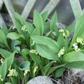 Bon 1er mai, en direct du jardin