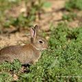 Accident de chasse mortel à Saint-Porquier : ce matin, un lapin, un chasseur et blablabla...