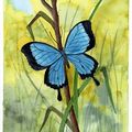 Papillon bleu