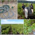 Dans les vignes champenoises