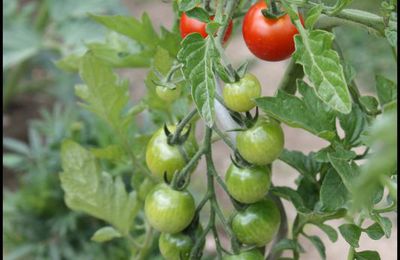 Tomates confites à l'ail et au basilic