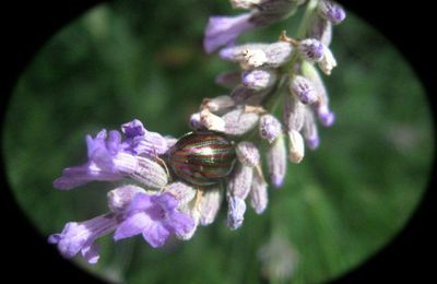 Insecte irisé