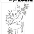 Coloriage koala