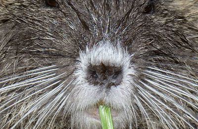 Nuisible aux dents longues...