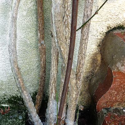 - photo perso / 07 février 2018 - - texte perso /