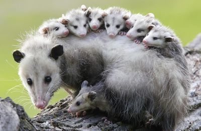 The Opossum