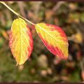 L'AUTOMNE AU COIN DU BOIS