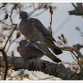 L'amour dans les branches (suite)