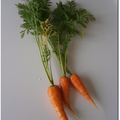1ères carottes du jardin !!!