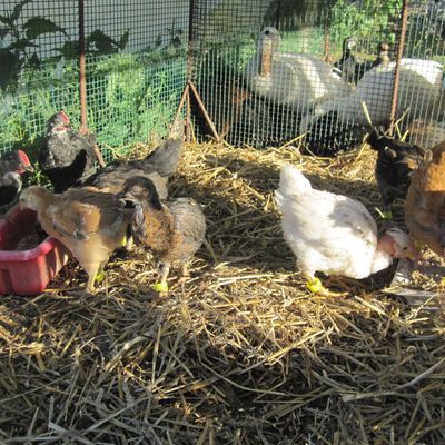 poussins crèche Tarnier Dijon 