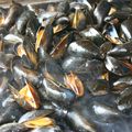 Moules