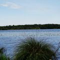 Lac et fleurs...