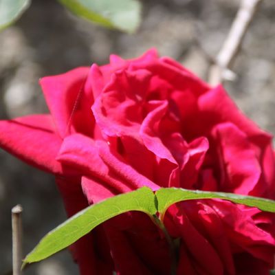 UN PETIT TOUR DU JARDIN