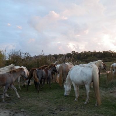 AVEC LES ANIMAUX EN LIBERTÉ, EN NATURE