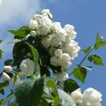 LE SERINGAT EST COMPLETEMENT EN FLEURS !