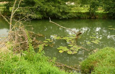 rivière près de bourg-en-bresse