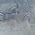La Namibie : safari au parc d'Etosha 3