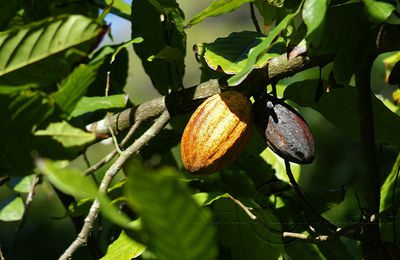 Cabosse de Cacao - Martinique