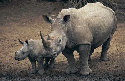 SAUVEZ LE RHINOCEROS EN SIGNANT LA PETITION D' AVAAZ