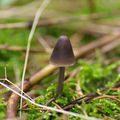 Mycène Pur - Lilac bonnet - Mycena pura